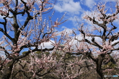 大阪城　公園　梅林