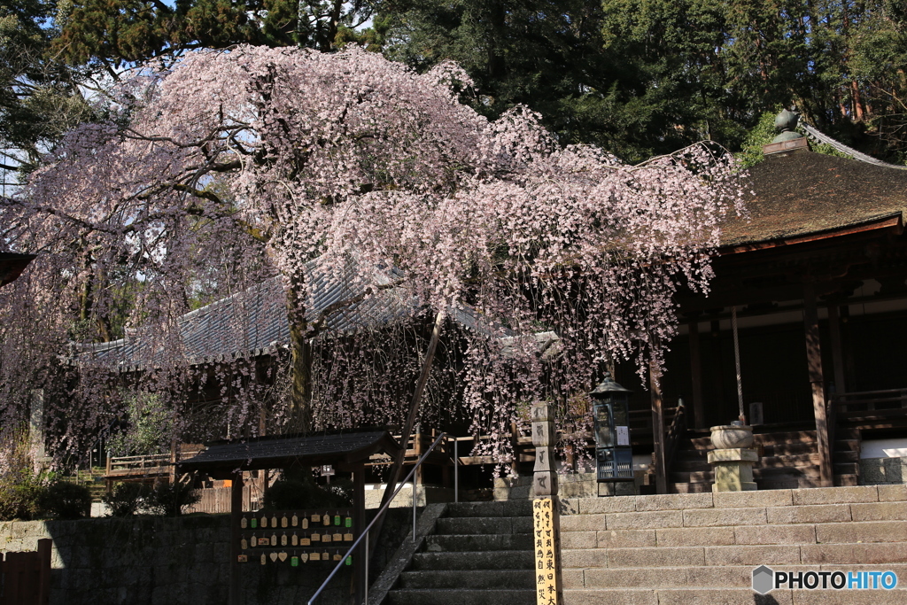 金剛寺　桜