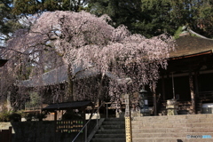 金剛寺　桜