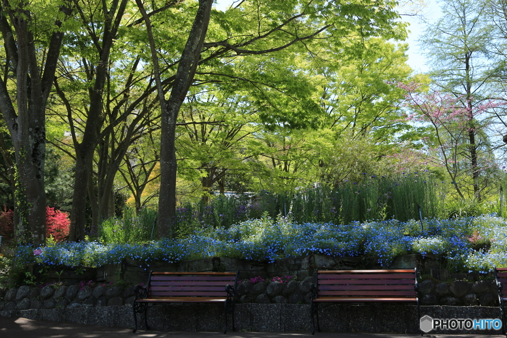 春のネモフィラ