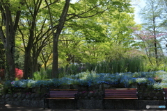 春のネモフィラ