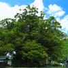 野間の大けやき