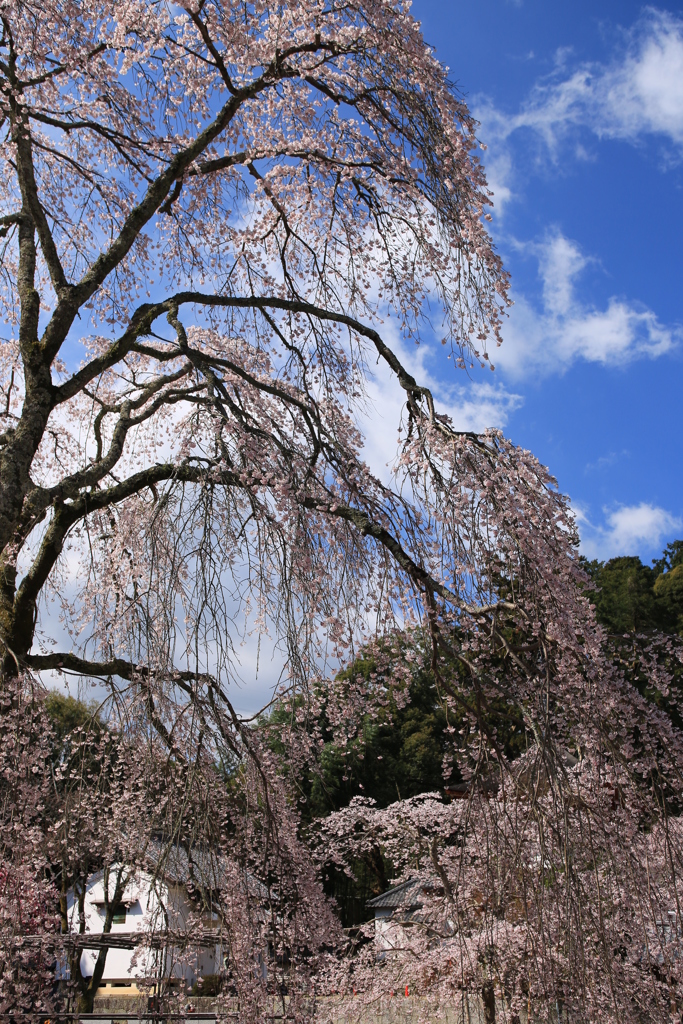 青空と枝垂れ桜