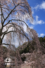 青空と枝垂れ桜