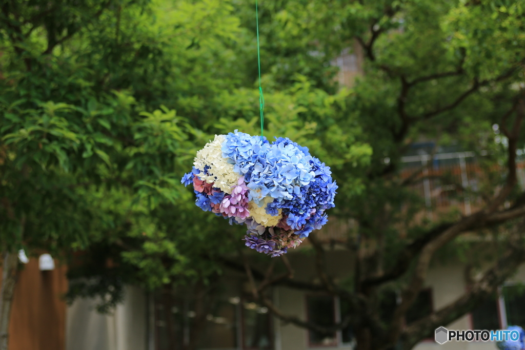 紫陽花の玉