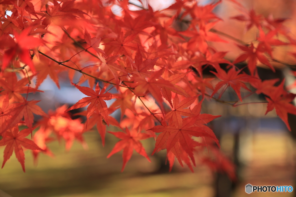 紅葉