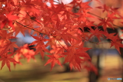 紅葉