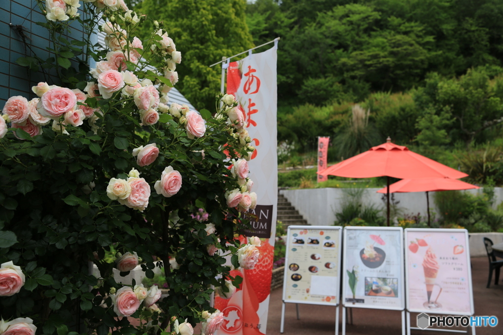 薔薇のカフェ