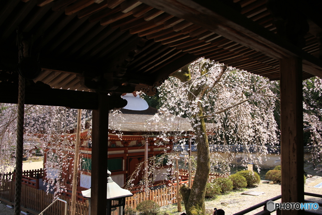 寺からの桜