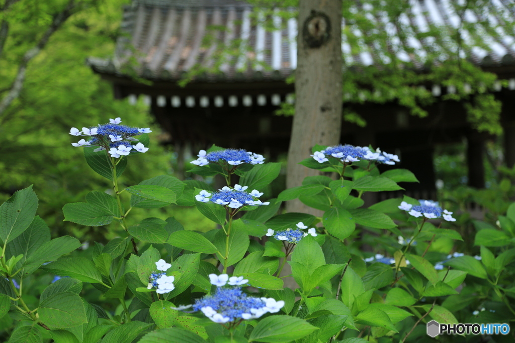 紫陽花の寺2