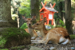 鹿もゆっくりとしてます