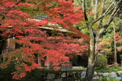 お堂と紅葉