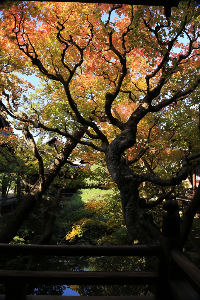 光の紅葉