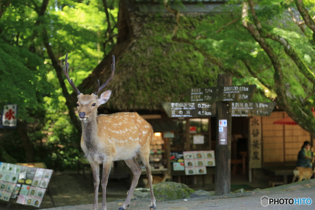 鹿と茶屋