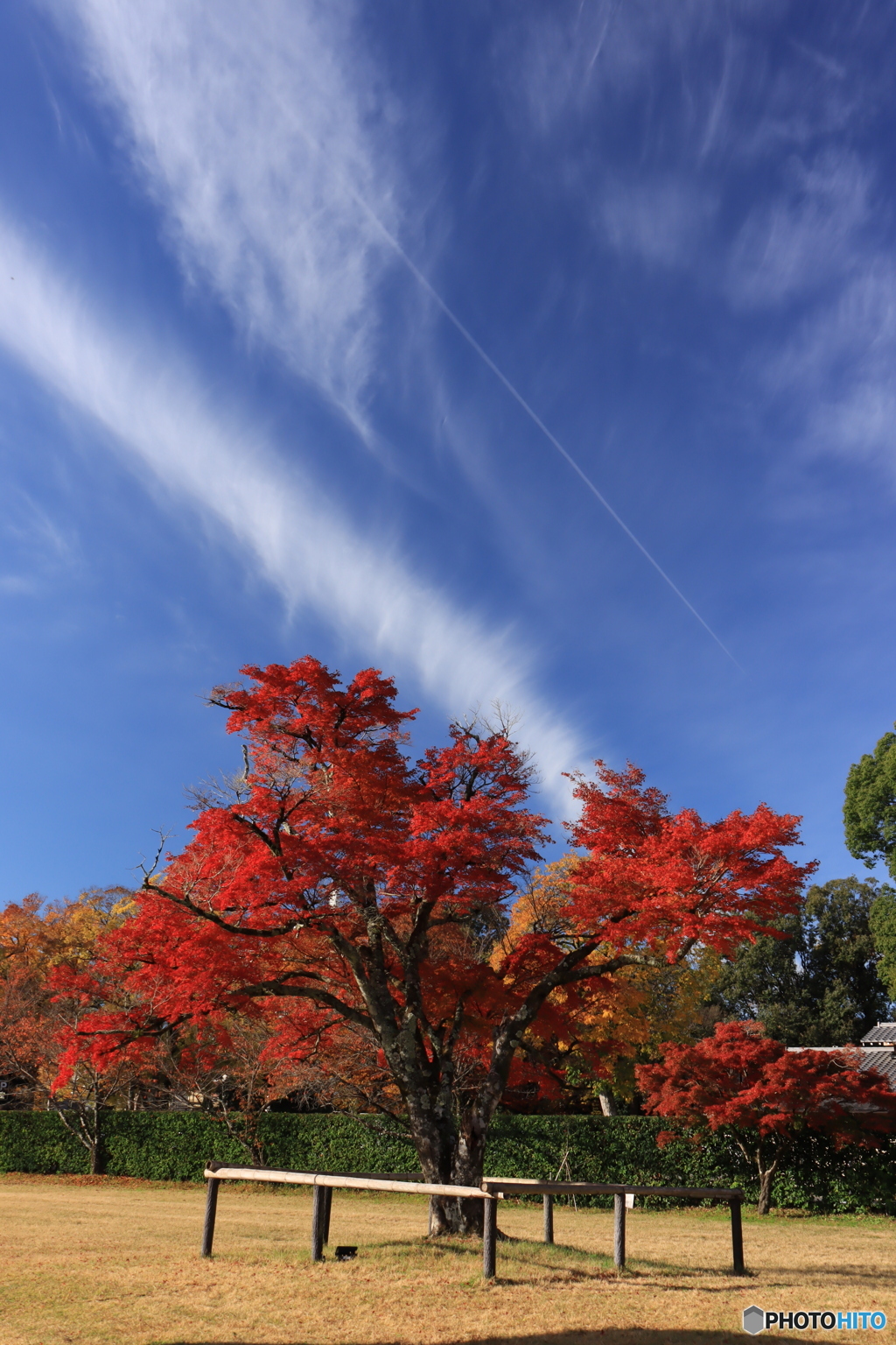 紅葉と空