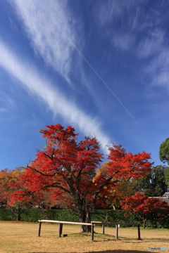 紅葉と空