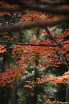 紅葉1