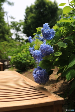 紫陽花が椅子に腰かけますか