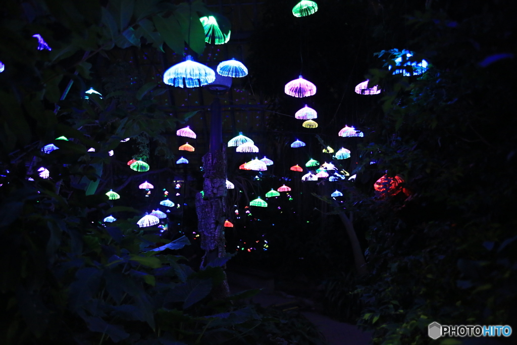 イルミネーション　1