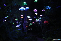 イルミネーション 1