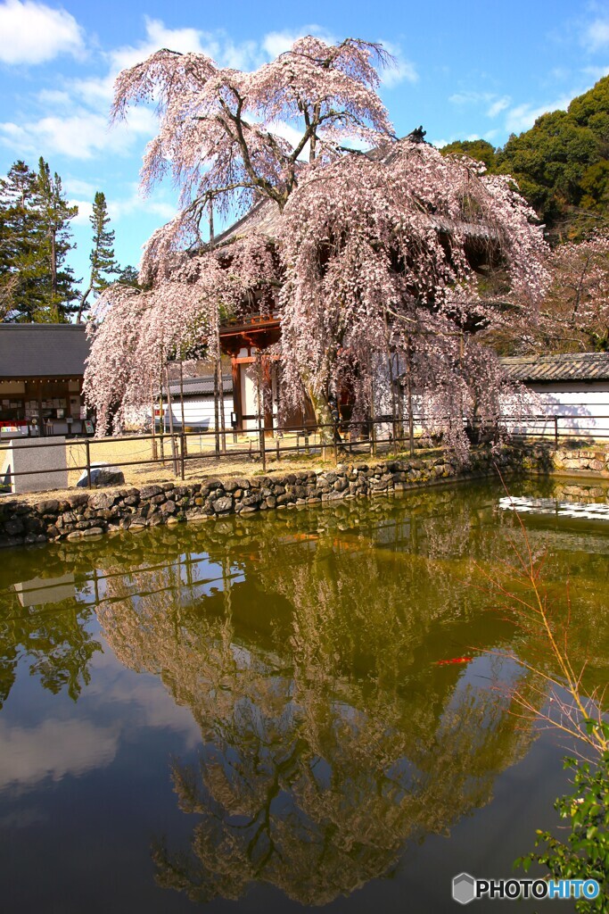 枝垂れ桜