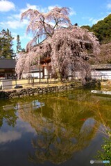 枝垂れ桜