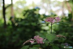 紫陽花一輪