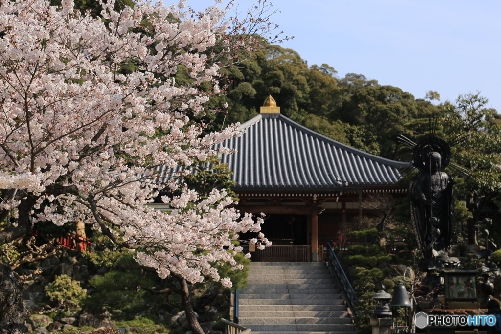 清荒神　桜