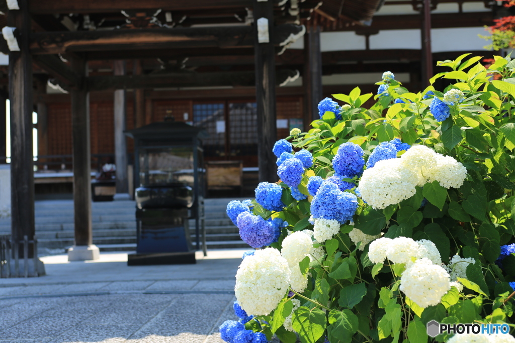 境内・紫陽花
