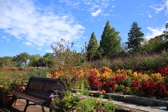 秋の花と空