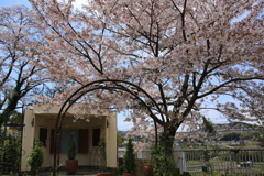 桜　少し散りましたね！