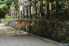 参道に鹿・・・人はいません