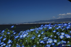 ネモフィラ ネモフィラ