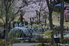 噴水と桜