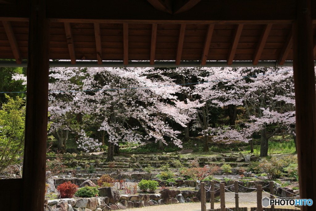 休憩所から桜