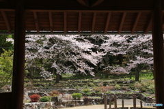 休憩所から桜