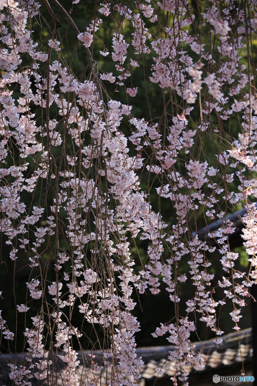 金剛寺・枝垂れ桜