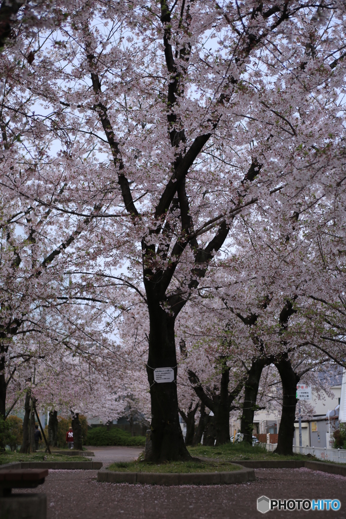 公園