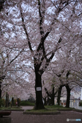 公園