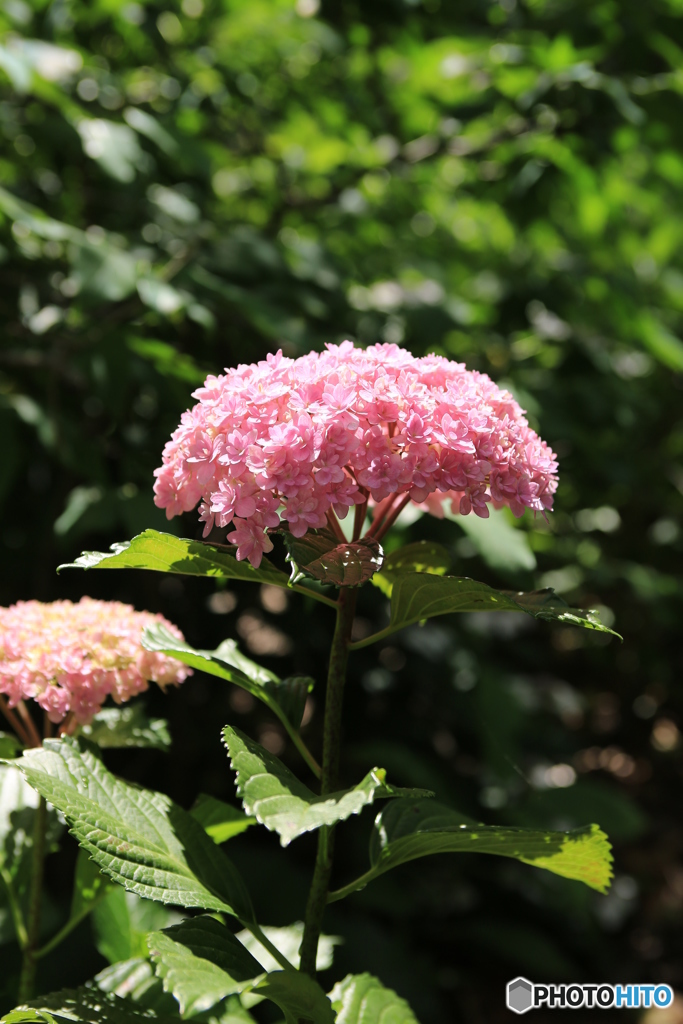 紫陽花