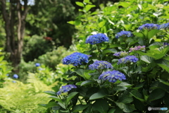 山の紫陽花