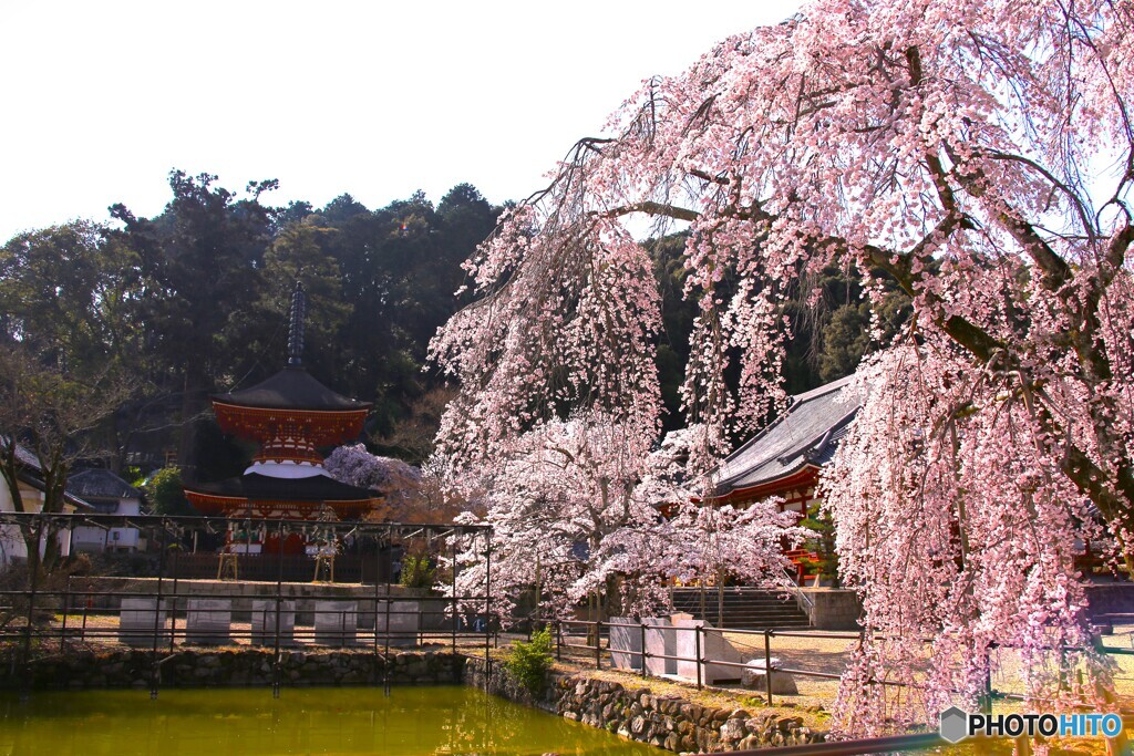 枝垂れ桜