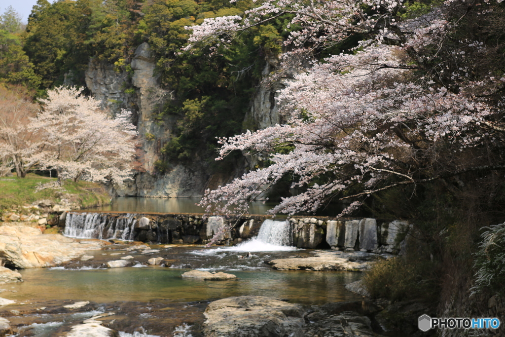 屏風岩の桜