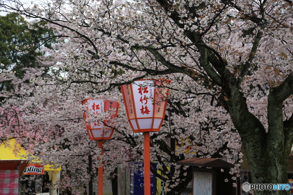 灯篭と桜