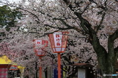 灯篭と桜