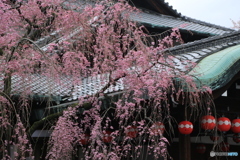 祇園　さくら