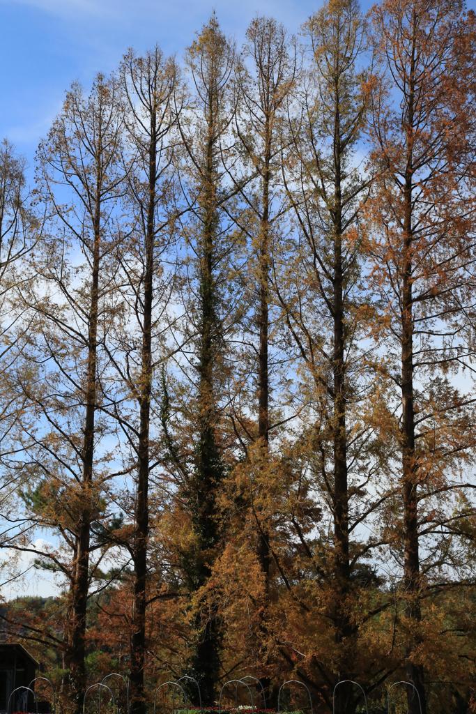 枝の隙間から秋空