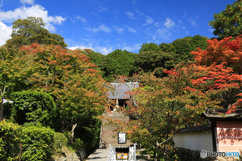 参道の秋