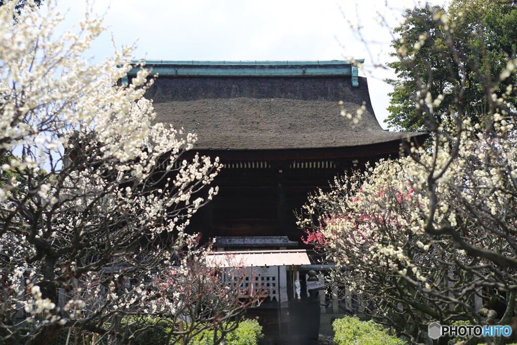 道明寺天満宮・梅