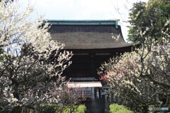 道明寺天満宮・梅